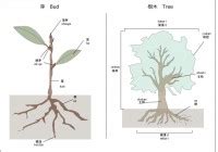 樹木|樹木の形態・生理・生態 